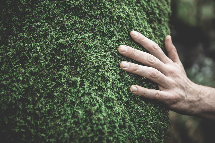 Séjour detox dans la forêt landaise