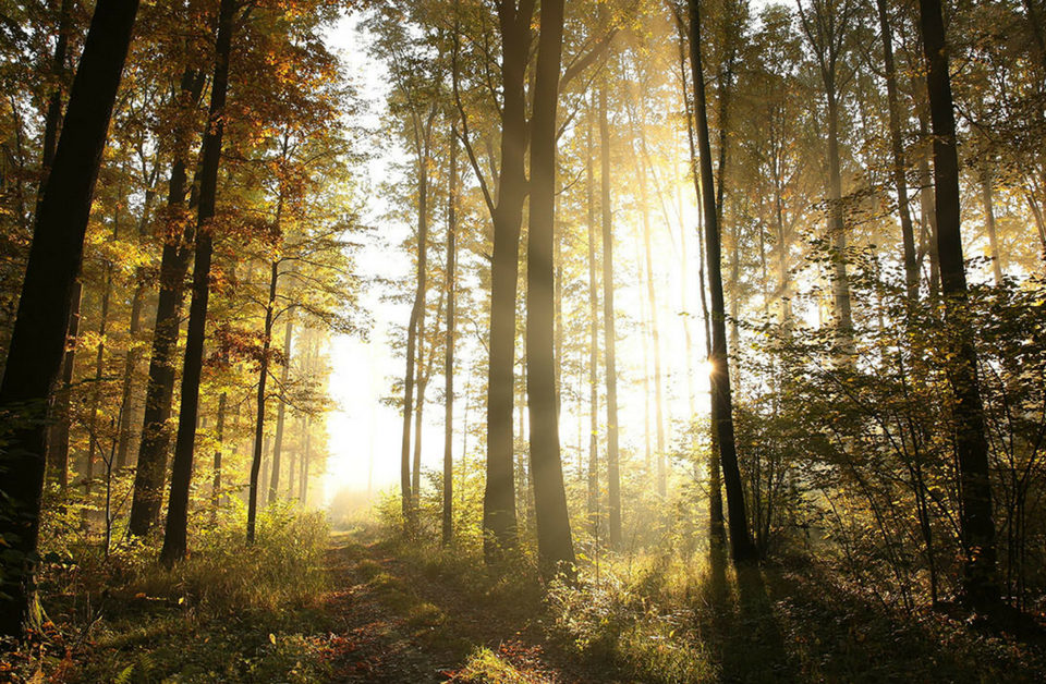 Bien être et détente dans les Landes